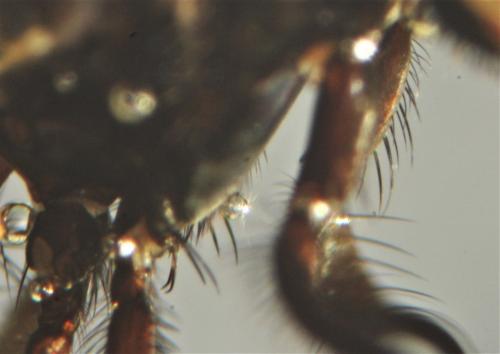 Fannia atripes